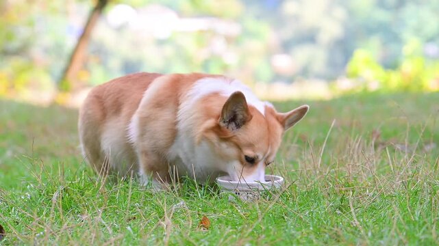 pembroke corgi eats from a plate in nature