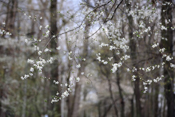 Beautiful white cherry blossom in spring. © fototaras