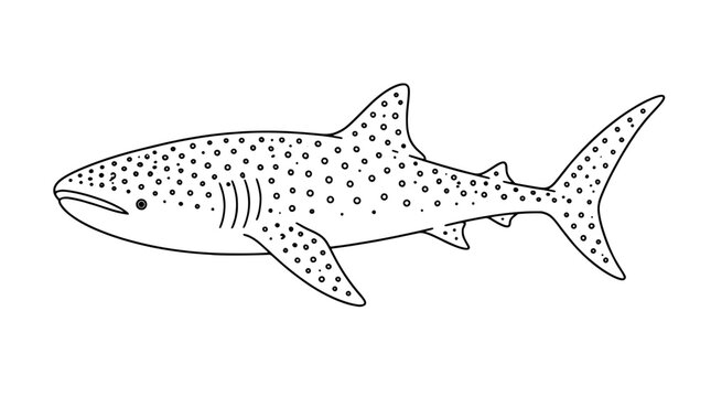 Line art illustration of a whale shark with broad flat head spotted pattern small dorsal fins and crescent tail drawn in thin lines shown in lateral side view emphasizing dotted body and gill slits