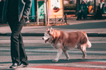 Siberian Husky dog walking next to its owner on a city pedestrian crosswalk. © Павел Приходько
