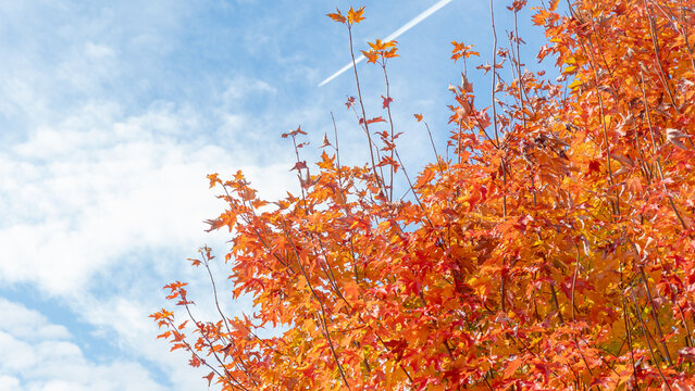 Vibrant autumn leaves in shades of orange and red against a clear blue sky with wispy clouds and a faint airplane contrail visible