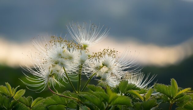zen whisker bloom