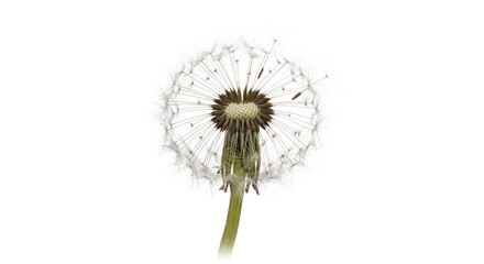 Macro view of a delicate dandelion seed head isolated against a clean white background © Ophelia