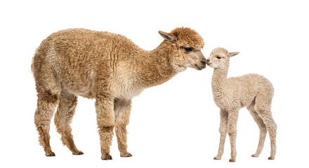 Fototapeta premium A gentle mother alpaca nuzzling her small cria against a clean white studio background