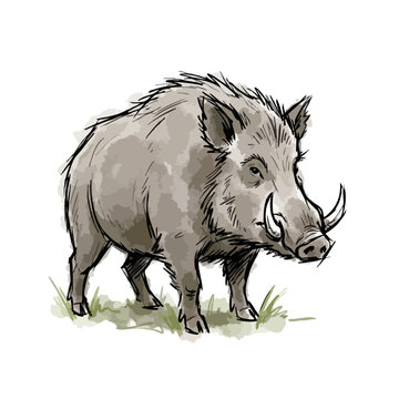 Full body watercolor illustration of a standing wild boar with standing watercolor illustration wildlife artistic detailed
