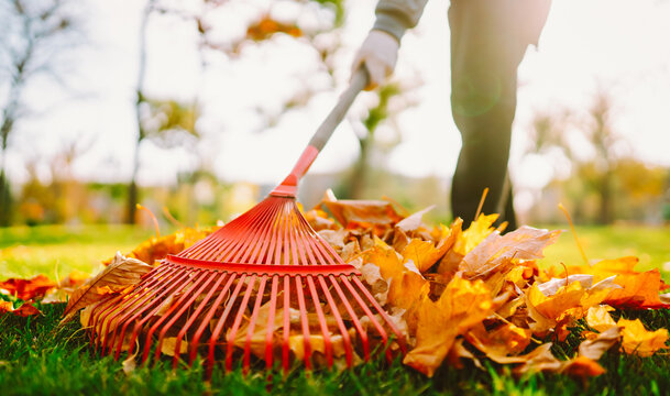 Person rakes fallen yellow and orange leaves from a park lawn. A volunteer rakes up bright autumn leaves on a sunny day. Cleanup and ecology concept.