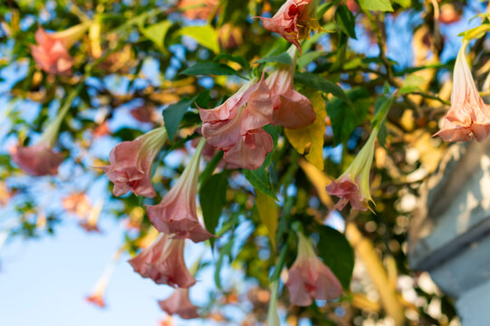 Pink angel trumpet flowers Brugmansia hang from a leafy tree against a blue sky in Kerkira, Greece. The large pendulous blooms glow in natural daylight.