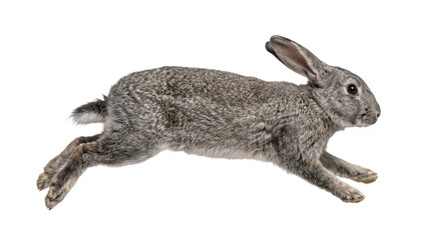 Side view of a grey rabbit jumping in mid-air isolated against a clean white background © Ophelia