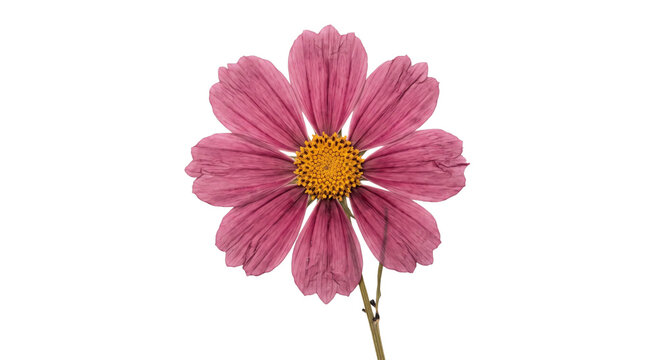 Single pink cosmos flower with a yellow center isolated on a clean white background studio shot