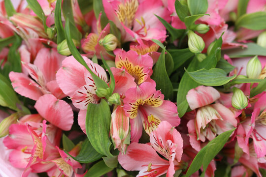 Pink alstroemeria flowers bouquet close up, blooming peruvian lily blossoms with green leaves, spring floral backdrop for mothers day and womens day with copy space.