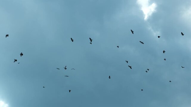 Silhouettes of birds flying in the sky