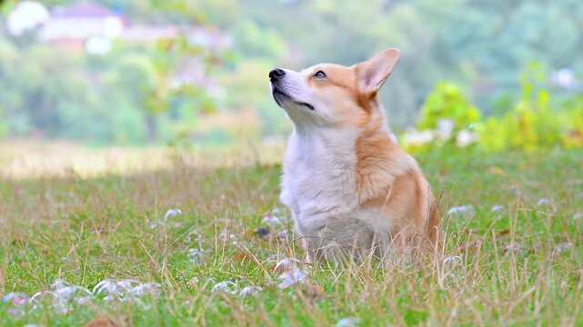 video corgis on the meadow in the park
