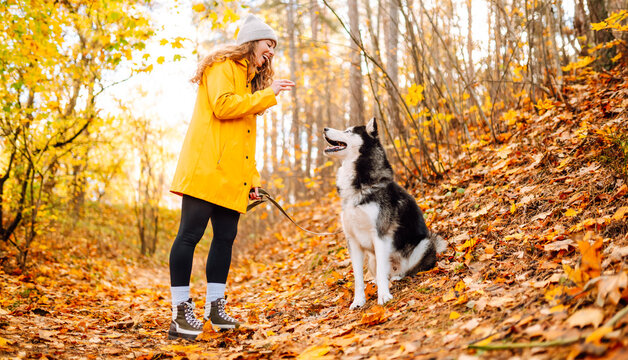 Young woman in yellow raincoat walks with husky through an autumn forest. Woman enjoys moment with pet, surrounded by yellow leaves at sunset. A concept of friendship and walking.