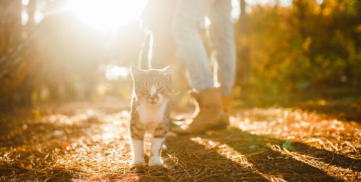 Young couple spends time together sitting on blanket in field, petting a cat. Couple enjoys relaxing outdoors. Concept of love, enjoyment, and day off.