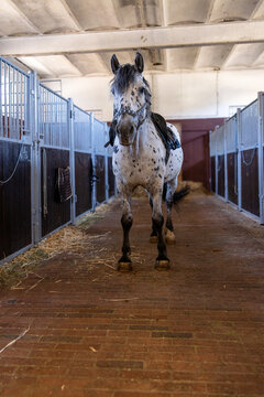 Spotted horse wearing a saddle and bridle standing inside a stable between rows of stalls, ready for riding.