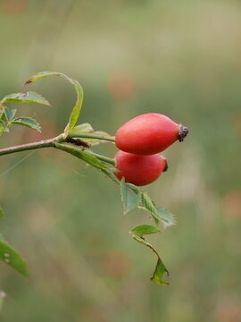 Two ripe rosehips are visible on a thorny stem with green leaves against a blurred background.