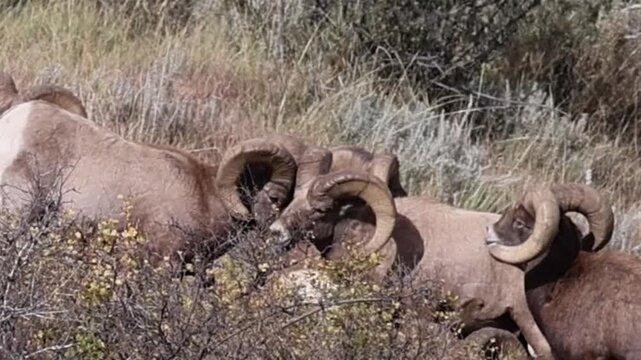 Bighorn sheep ram behavior during the rut.
