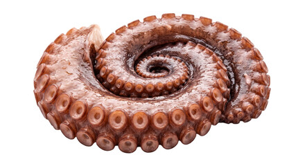 Fresh raw octopus tentacle coiled in a spiral shape isolated on a clean white background © Ophelia