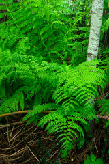 Lady Fern in the Payette River corridor Idaho © Nature Photo