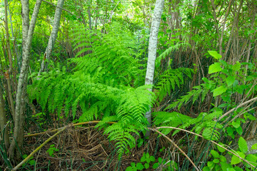 Lady Fern © Nature Photo