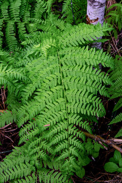 Lady Fern in the Payette River riparian zone Idaho