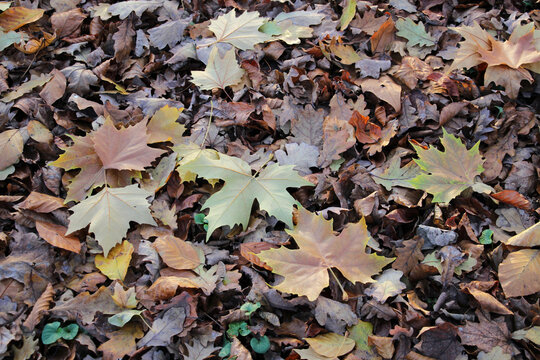 Autumn leaves in backlight in the park.