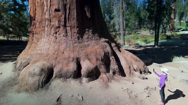 A mature woman takes time to explore and hug giant sequoia trees at the Trail of 100 Giants in Californias forest.