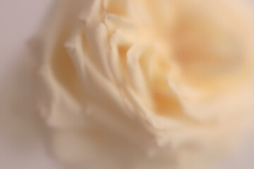 Obraz premium Smoke selected soft focus cream beige white Rose Flower bud Petals through translucent matte frosted glass. Abstract natural blurred grain light fog background.