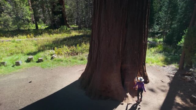A senior woman spends time hugging and exploring giant sequoia trees at Trail of 100 Giants in the US Forest Service park.