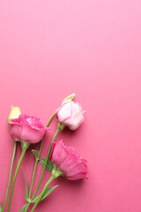 Fototapeta premium Beautiful eustoma flowers on pink background, flat lay. Space for text