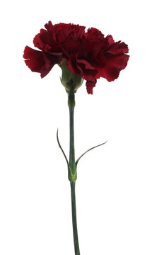One beautiful red carnation flower isolated on white