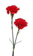 Obraz premium Two red carnation flowers isolated on white