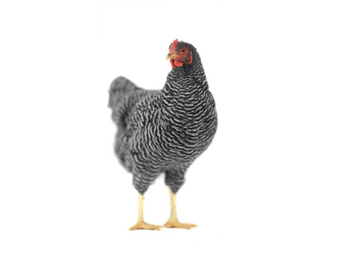 Barred Plymouth Rock chicken standing on a white background.