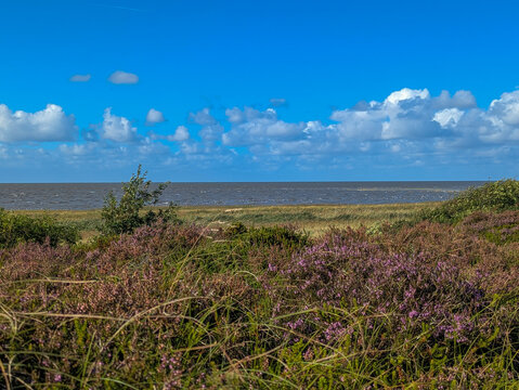 Blick von der Duhner K&uuml;stenheide, mit bl&uuml;hender Heide in Cuxhaven auf die Nordsee bei blauen Himmel