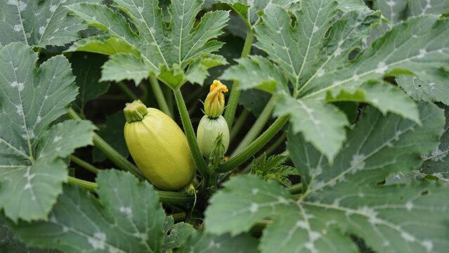Fresh yellow zucchini growing among large green leaves in an organic garden. Perfect for agricultural concepts and healthy food photography.