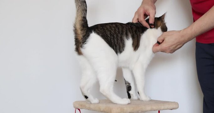 Domestic Cat Climbing Cat Tree to Get Harness and Leash On (Felis catus)