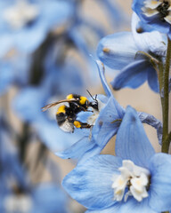 Close-up macro shot of a fluffy bumblebee collecting nectar and pollen from bright blue delphinium flowers in a summer garden © Иван Колесенко