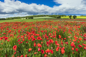 Obraz premium A field of red poppies in bloom near the town of Needham Market in Suffolk
