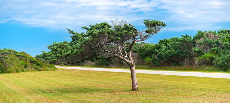 An asymmetrical tree spreads its branches above a North Carolina roadside lawn.