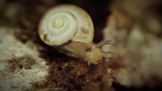 Bush snail with white shell resting on wet autumn leaf after rain in macro 4k video, capturing slow moving mollusk wildlife in damp nature
