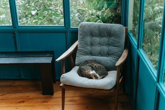 Cat sleeping curled up on a vintage armchair by a window with green foliage