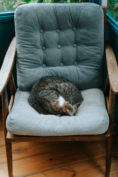 Cat sleeping curled up on a vintage armchair by a window with green foliage