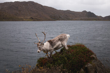 Reindeer standing on rocky shore near lake in Norway landscape © hendrikwolter