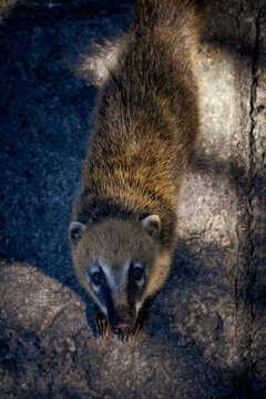 Un coat&iacute; mirando hacia arriba sobre un suelo de piedra texturizado