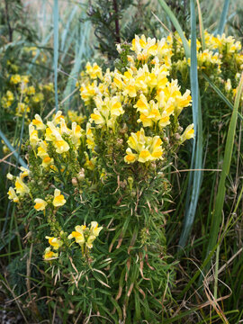 Common toadflax, Linaria vulgaris, flowering in the UK Summer.
