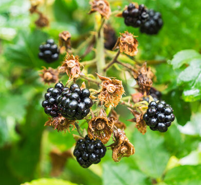 Bramble or blackberry, Rubus fruticosus, selective focus.