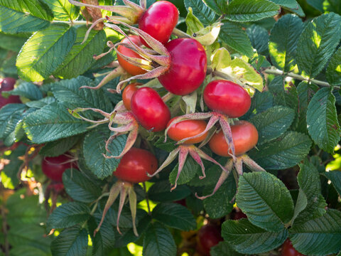 Rose hips and leaves of the Rosa rugosa plant, a rich source of vitamins.