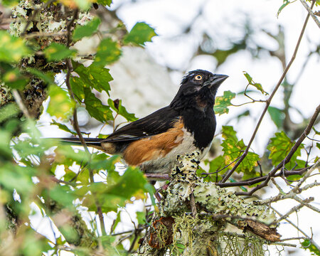Eastern Towhee in Ocala National Forest