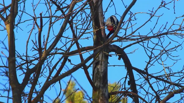 Great spotted woodpecker perched bare tree trunk. Wild bird blue sky autumn.