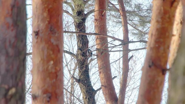 Woodpecker climbing tree trunk pine forest. Wild bird pecking bark winter woods.